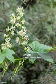 Attēlu rezultāti vaicājumam “Echinocystis lobata flower”