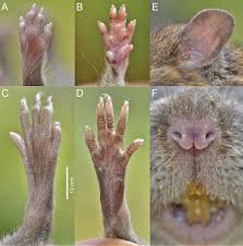 Attēlu rezultāti vaicājumam “Cricetidae”
