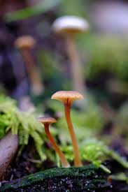 Attēlu rezultāti vaicājumam “Lichenomphalia umbellifera”