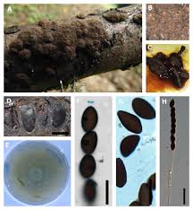 Attēlu rezultāti vaicājumam “Hypoxylon vogesiacum”