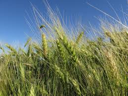 Attēlu rezultāti vaicājumam “Triticum aestivum”