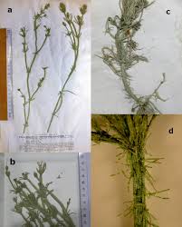 Attēlu rezultāti vaicājumam “Chara hispida”