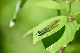 Attēlu rezultāti vaicājumam “Calopteryx splendens”
