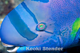 Image result for Chlorurus perspicillatus