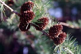 Attēlu rezultāti vaicājumam “Larix sibirica”