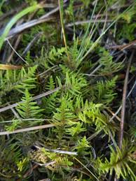 Attēlu rezultāti vaicājumam “Abietinella abietina”