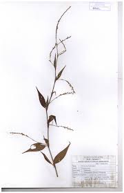 Attēlu rezultāti vaicājumam “Persicaria hydropiper leaf”