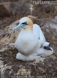 Image result for Morus bassanus