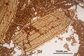 Attēlu rezultāti vaicājumam “Nowellia curvifolia”