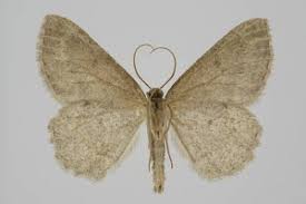 Attēlu rezultāti vaicājumam “Charissa ambiguata”