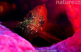 Image result for Cephalopholis cruentata