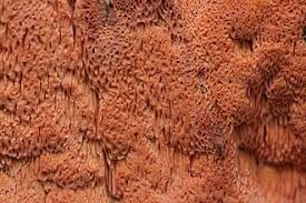 Attēlu rezultāti vaicājumam “Rhodonia placenta”