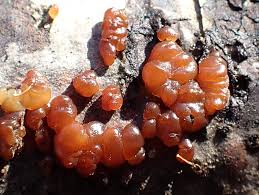 Attēlu rezultāti vaicājumam “Myxarium nucleatum”