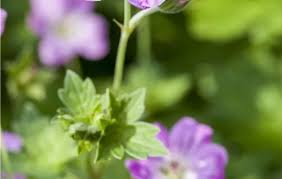 Attēlu rezultāti vaicājumam “Waldsteinia geoides flower”