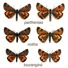 Attēlu rezultāti vaicājumam “Archiearis parthenias”