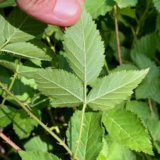 Attēlu rezultāti vaicājumam “Rubus nessensis leaf”