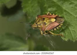 Attēlu rezultāti vaicājumam “Carpocoris purpureipennis”