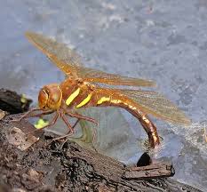 Attēlu rezultāti vaicājumam “Aeshna grandis”