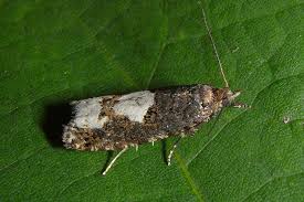 Attēlu rezultāti vaicājumam “Epinotia trigonella”