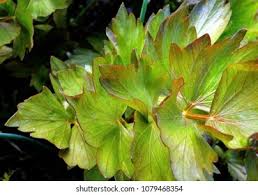 Attēlu rezultāti vaicājumam “Levisticum officinale leaf”