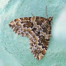 Attēlu rezultāti vaicājumam “Electrophaes corylata”