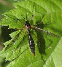 Attēlu rezultāti vaicājumam “Ptychoptera sp.”