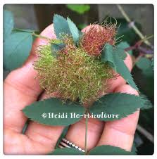 Attēlu rezultāti vaicājumam “Diplolepis rosae”