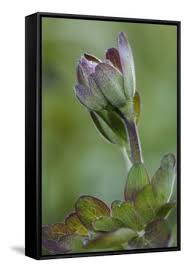 Attēlu rezultāti vaicājumam “Aquilegia vulgaris bud”