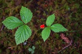 Attēlu rezultāti vaicājumam “Rubus saxatilis leaf”