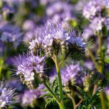 Image result for Phacelia