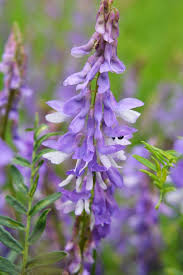 Attēlu rezultāti vaicājumam “Vicia tenuifolia”