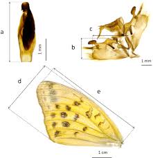 Attēlu rezultāti vaicājumam “Argynnis paphia larva”