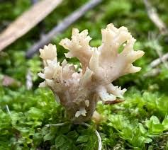 Attēlu rezultāti vaicājumam “Clavulina rugosa”