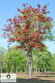 Attēlu rezultāti vaicājumam “Acer platanoides fo. schwedleri”