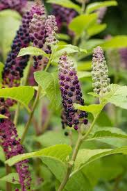 Attēlu rezultāti vaicājumam “Phytolacca acinosa leaf”