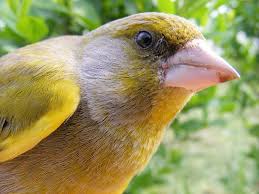 Attēlu rezultāti vaicājumam “Chloris chloris”