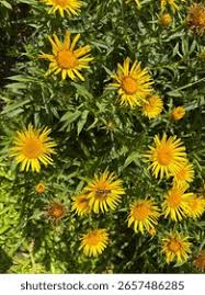 Attēlu rezultāti vaicājumam “Inula salicina leaf”