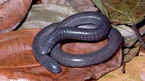 Attēlu rezultāti vaicājumam “Caenolyda reticulata”