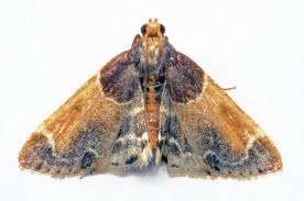 Attēlu rezultāti vaicājumam “Hypsopygia glaucinalis”