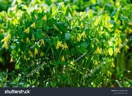 Attēlu rezultāti vaicājumam “Uvularia grandiflora”