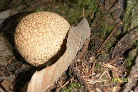 Attēlu rezultāti vaicājumam “Calvatia utriformis”
