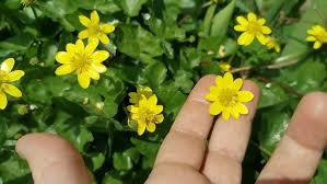 Attēlu rezultāti vaicājumam “Ficaria verna flower”