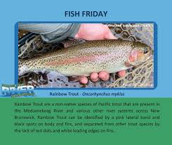 Image result for Oncorhynchus mykiss