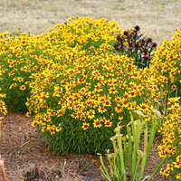 Attēlu rezultāti vaicājumam “Festuca altissima flower”