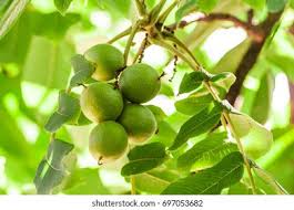 Attēlu rezultāti vaicājumam “Juglans ailanthifolia”