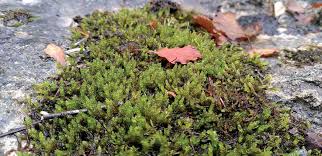 Attēlu rezultāti vaicājumam “Pseudocalliergon turgescens”