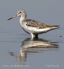 Attēlu rezultāti vaicājumam “Tringa nebularia adult”