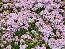 Image result for Schleifenblume