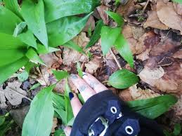 Attēlu rezultāti vaicājumam “Allium ursinum leaf”