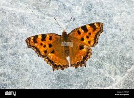 Attēlu rezultāti vaicājumam “Nymphalis polychloros”